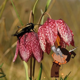 Animations nature De sève et d'écorce Gaëtan Bourdon