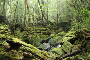 瑞々しい苔が広がる梅雨明け（白谷雲水峡ガイドツアー）