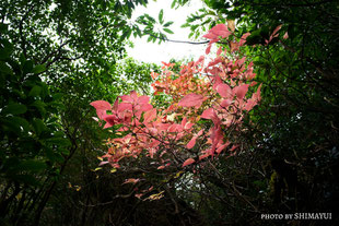 11月頃は、紅葉も,太忠岳,ガイドツアー,屋久島,11月