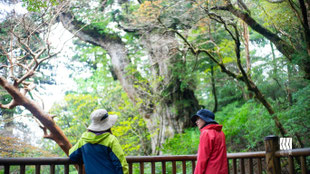 4月5月は新緑の美しい森に佇む縄文杉が見られる