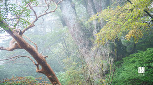 屋久島初心者おすすめの10月11月の縄文杉