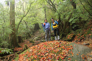 苔の上に映える紅葉（白谷雲水峡ガイドツアー）