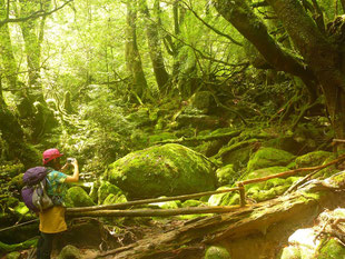 苔むす森で、一人旅を満喫！（白谷雲水峡ガイドツアー）