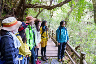 屋久島,4月,5月,11月,ありのままの自然,森林浴,ヤクスギランド,笹川杉,屋久杉