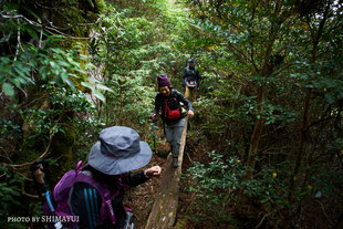 木板の橋をゆっくり渡る,太忠岳,屋久島,ガイドツアーにて