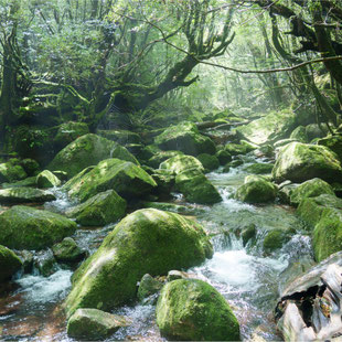光と水を感じながら屋久島ガイドと歩く白谷雲水峡
