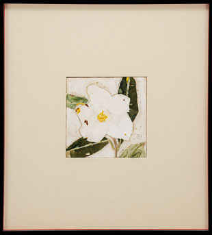 白椿　White Camellia