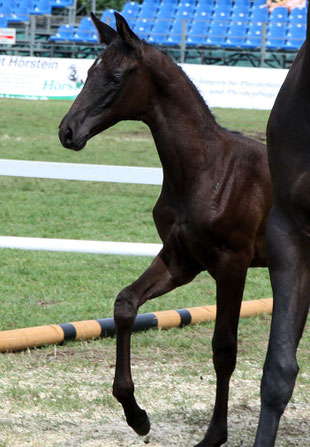 Trakehner Championatsfohlen vom Krussenhof