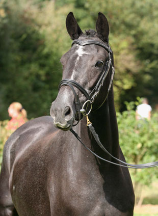 Tamina von Elitehengst Axis 