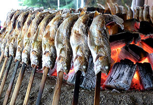 白根魚苑ニジマスのつかみ取り体験