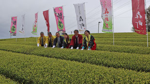 新茶初摘みの画像1