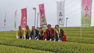 新茶初摘みの画像