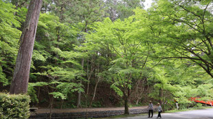 森の新茶試飲サービス・小國神社の画像4