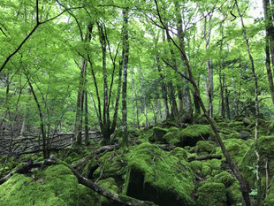 苔むす谷