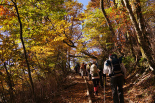 ブナ林の紅葉は圧巻　10月