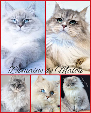 Maine coon yeux bleus