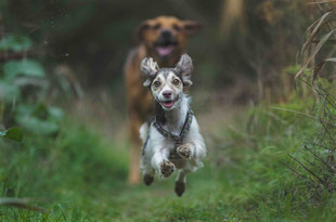 Lucky Soul: Hund reagiert auf Rückruf