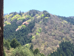 奥山・里山の環境保全活動