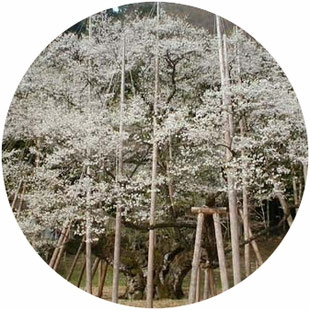 本巣,根尾,真正,糸貫,岐阜,山県,大垣,揖斐,大野,樽見,板取,関,美濃,洞戸,福井,喫茶,ランチ,昼食,休憩,カフェ,コーヒー,珈琲,鮎,アユ,あゆ,鮎料理,あまご,アマゴ,川魚,清流,淡墨桜,薄墨桜,温泉,根尾谷,断層,おみやげ,土産,食事,珍味,贈答,郷土料理,ネットショッピング,オムライス,昭和レトロ,昔ながら,懐かしい味,鉄板スパゲティ,パスタ,おふくろの味,花見,桜,さくら,観光,旅行,ローカル線,樽見鉄道,電車,田舎,トラベル,山間,自然,友釣り,お茶漬け,ひつまぶし,トンカツ,からあげ