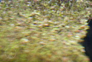 Wasserlinsen Licht