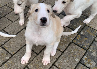 Rotweiße Barsoiwelpen in der Zucht von Alshamina geboren-Rüde und Hündin! Von Alshamina Barsoi und Deerhoundzucht in 54673 Bauler/Rheinland-Pfalz/grenznähe Luxemburg!