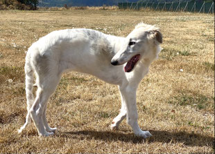 Seriöse Barsoi- und Deerhoundzüchterin aus der Eifel in Bauler in der Nähe von Vianden/Luxemburg!