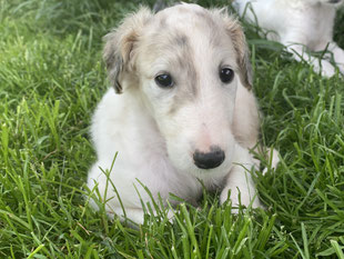 Weiß/silberfarbene Barsoiwelpen in der Zuchtstätte von Alshamina geboren-4 Hündinnen! Von Alshamina Barsoi und Deerhoundzucht in 54673 Bauler/Rheinland-Pfalz/grenznähe Luxemburg!