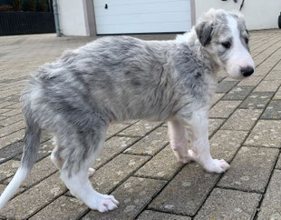 silber brindle farbene Barsoi Welpen, Barsoizucht von Alshamina hat Welpen!