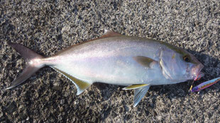 カンパチ　多幸湾　ジグパラショート40g