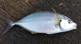 最高級魚「シマアジ」
