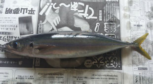 ムロアジ