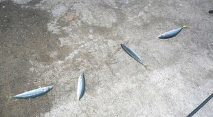 サビキ釣りの仕掛け