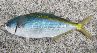 タカベ
