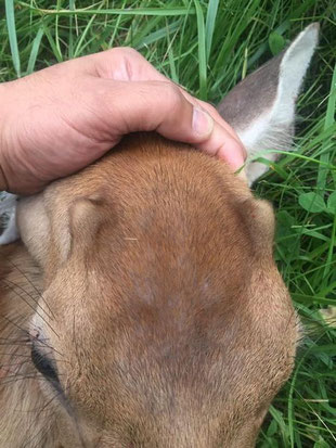 青銅の鹿 つがい (雌) 銅製 鹿 一対 添配 添景 シカ 雌雄 雄鹿 ブロンズ