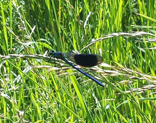 Gebänderte Prachtlibelle, © Kirsten