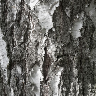 Natural Bark Texture Photo by Heidi Mergl Architect