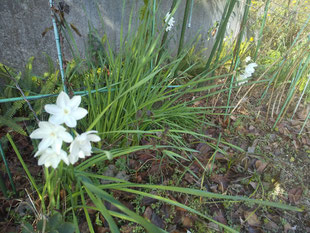 ひがんばな科スイセン属の多年草で、学名は「Narcissus tazetta ssp papyraceus Paper White：ナルキッスス　タゼッタ　パピラケウス(ペーパーホワイト)」