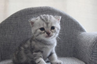スコティッシュフォールド 子猫 ブリーダー 猫