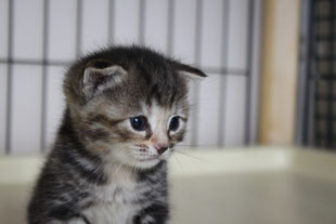 スコティッシュフォールド 子猫 ブリーダー 猫