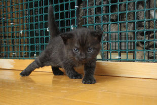 スコティッシュフォールド　子猫　ブリーダー　猫