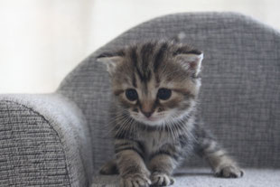 スコティッシュフォールド 子猫 ブリーダー 猫