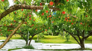 平野果樹園 公式hp 熊本県で桃 梨を栽培しています