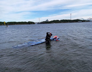 ウインドサーフィン　海の公園　speedwall　スピードウォール　初心者　スクール　体験　横浜　神奈川　star　jp　goya　SEVERNE　neil　ga　foil　