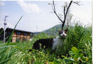 農園のねこ私の宝物さ!大事な猫画像