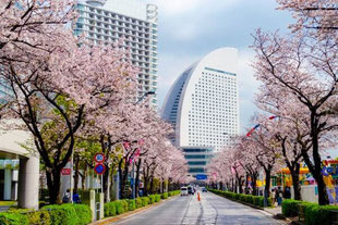 みなとみらいの桜並木