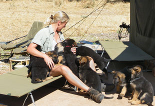 Beate Schwippert, Wildlife Photography, Wildlife, Namibia, Zambezi, Caprivi, German Shepherd, Schäferhund, Welpen, Puppy, Puppies