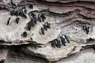 shetland,ile de noss,oiseaux