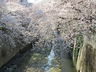 神田川の桜ー２　