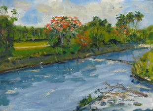 Royal Poinciana in bloom, Country Club in Vero Beach, Fl