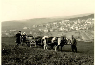 Typisch für die Region war lange Zeit die Nebenerwerbslandwirtschaft, bei der Kühe und Ochsen als Zugtiere eingesetzt wurden.